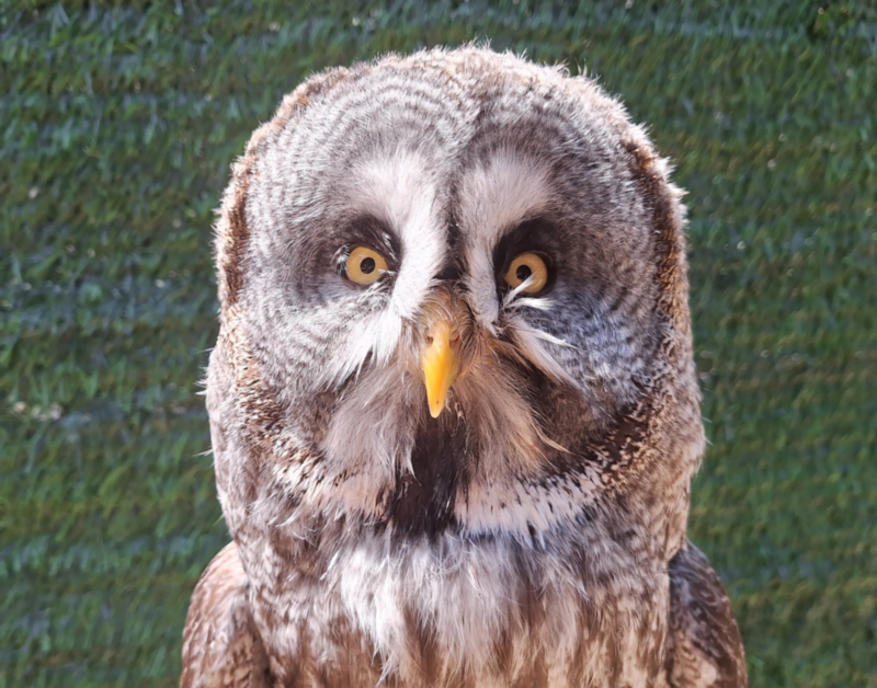 Terra Natura Benidorm Grey Owl